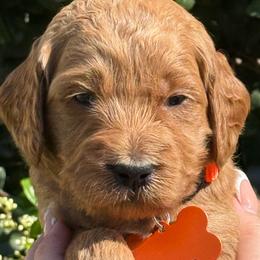 Orange collar Snoopy - Apricot male Goldendoodle puppy in Fontana, California from Grammy's Puppy Love doodles and poodles