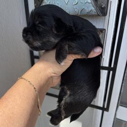Yorkshire Terrier Puppies from XOXO YORKIES
