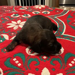 Dasher - Red male Dachshund puppy in Gilbert, South Carolina from Gena’s Dachshunds