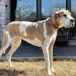 Great Dane puppies from Oak Bend Danes