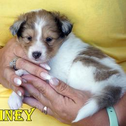 Quiney - CHW Sable Merle Girl - White and sable merle female Shetland Sheepdog puppy in Frazeysburg, Ohio from Mountain High Kennels