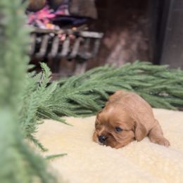 Cider - Ruby female Cavalier King Charles Spaniel puppy in Edmond, Oklahoma from Little Acorn: Cavalier & Bernese