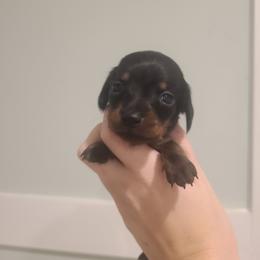 Skittles - Black and tan female Dachshund puppy in Okeechobee, Florida from Far Far Away Dachshunds