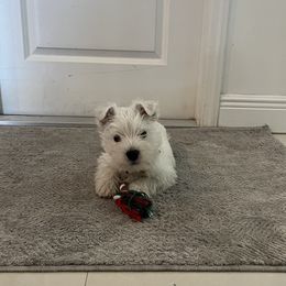 Kai - West Highland White Terrier