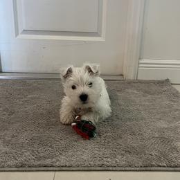 Kai - West Highland White Terrier