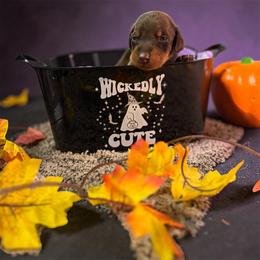 Black collar - Red and rust male Doberman Pinscher puppy in Canton, Ohio from Aaliyah’s Dobies