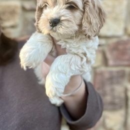 Bronco - Buff and white male Cockapoo puppy in Clinton, Tennessee from High Hopes Hounds