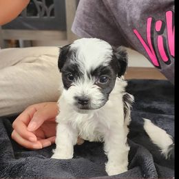 Havanese Puppies from Marcia Hamlet