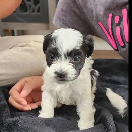 Havanese Puppies from Marcia Hamlet