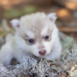 Iris - Red and white female Pomsky puppy in Moultonborough, New Hampshire from Foxfire Arctic Spitz