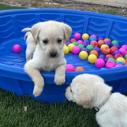 Labrador Retriever Puppies from Luvable AZ Labs