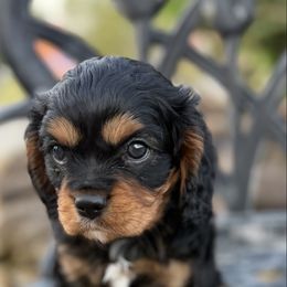 Charlie - Black and tan male Cavalier King Charles Spaniel puppy in Daphne, Alabama from Darling Australians