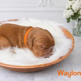 Waylon (orange) - Dark golden male Golden Retriever puppy in Centertown, Missouri from Redheaded Retrievers