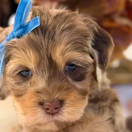 Assorted Doodle Crosses, Goldendoodles, and Poodles from The Puppy Acres