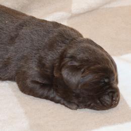 Poppy - Chocolate female Labrador Retriever puppy in Camden, Indiana from Camden's Caring Canines