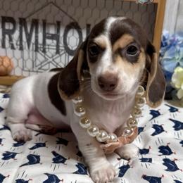 Confetti - Piebald female Dachshund puppy in Fayetteville, West Virginia from Loop Creek Dachshunds