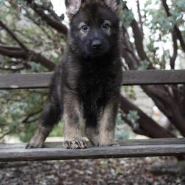 Rogue - Sable male German Shepherd puppy in Coarsegold, California from Yosemite Shepherds