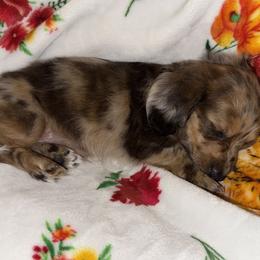 Dachshunds from Wiggle Critter Farm