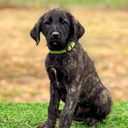Green Collar - Brindle male Anatolian Shepherd Dog puppy in Spokane, Washington from 4D Cattle Dogs