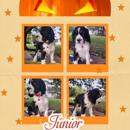 Austin - Tri-Roan male English Springer Spaniel puppy in Westover, Maryland from Sterling's springer Haven