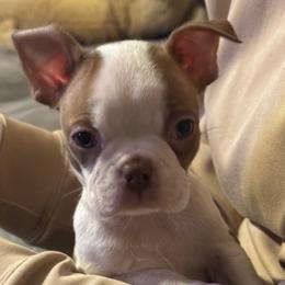 Rome - Black brindle and white male Boston Terrier puppy in Wildwood, Missouri from Belleville Bostons
