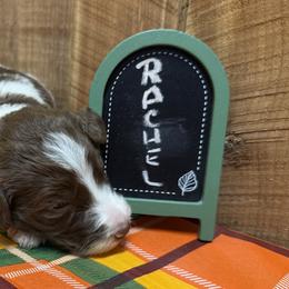 Rachel - Brown and white female Aussiedoodle puppy in Lavonia, Georgia from H & A Kennels