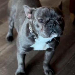 Rogue - French Bulldog