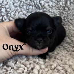 Onyx - Black and tan male Chihuahua puppy in Augusta, Georgia from Sophia Jade's Chi Brigade
