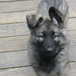 Shiloh Shepherd Puppies from Solace Shilohs