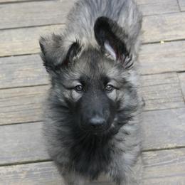Shiloh Shepherd Puppies from Solace Shilohs
