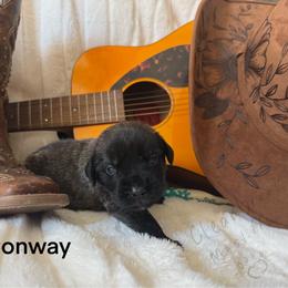 Conway - Brindle male Mastiff puppy in Sioux Falls, South Dakota from Clearbrook Mastiffs
