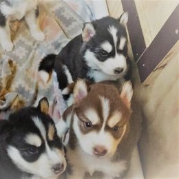 Siberian Husky Puppies from Blue Moon Siberian Husky Haven