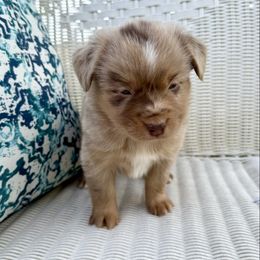 Pecan - male Toy Australian Shepherd puppy in Medical Lake, Washington from MAS Gone Rogue