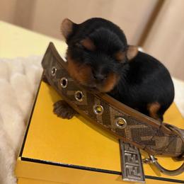 Chip - Black and tan male Yorkshire Terrier puppy in Illinois from Pretty Little Yorkies