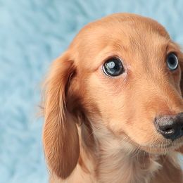 Dachshunds from Ryans Nursery