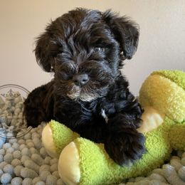 Miniature Schnauzer Puppies from Laurel Crown Schnauzers