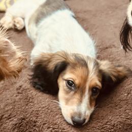 Girl 1 - Piebald female Dachshund puppy in Belton, Texas from Dominos Ch Mini Dachshunds