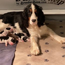English Springer Spaniel Puppies from Cedarhaven Springers