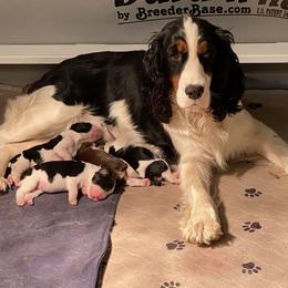 English Springer Spaniel Puppies from Cedarhaven Springers