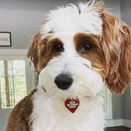 Willow - Goldendoodle