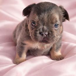 Sterling - Tricolors female French Bulldog puppy in Maplewood, New Jersey from Poos&Bulls Keepsake