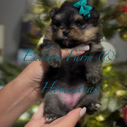 Pomeranian Puppies from Endure Farm & Homestead