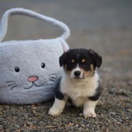 Boy 3 - Black and tan male Pembroke Welsh Corgi puppy in Ocala, Florida from Dolan Farms Corgis