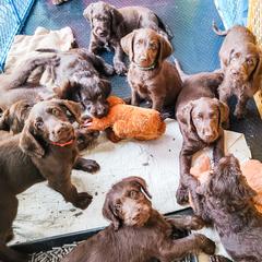 Goldendoodle and Labradoodle Puppies from Hickory Creek Doodles