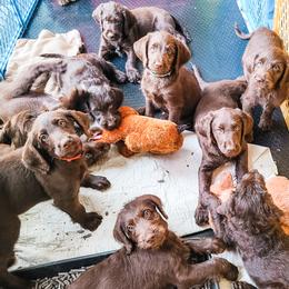 Goldendoodle and Labradoodle Puppies from Hickory Creek Doodles
