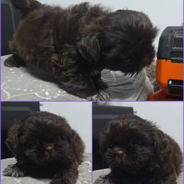 Girl 2 - Chocolate female Shih Tzu puppy in Houston, Texas from Shih Tzu Houston