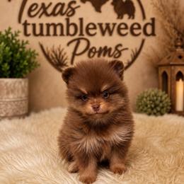 Chocolate and tan girl - Chocolate and tan female Pomeranian puppy in Eagle Pass, Texas from Texas Tumbleweed Poms