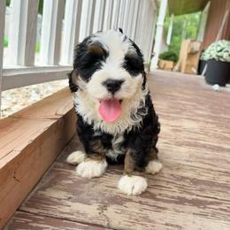 Valley - Tri-color female Bernedoodle puppy in Wamego, Kansas from Doodles of Oz