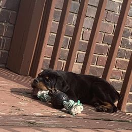 Rottweiler Puppies from Rottweiler Land