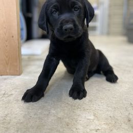 Labrador Retriever Puppies from Brush Creek Retrievers